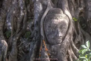 Buddha carved into tree trunk Ayutthaya thailand