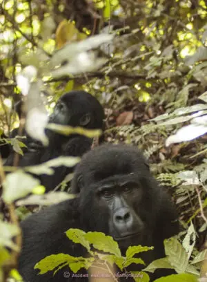 susana millman adventure travel photo of silverback gorilla virunga Forest uganda