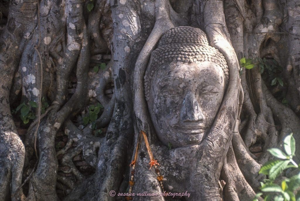 Buddha carved into tree trunk Ayutthaya thailand
