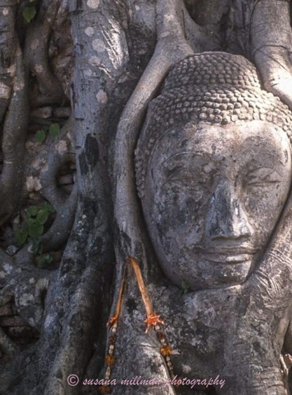 susana-millman-travel-photo-of-buddha-carved- into-tree-trunk- ayutthaya, thailand
