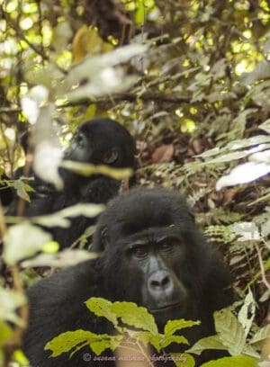 susana millman adventure travel photo of silverback gorilla virunga Forest uganda