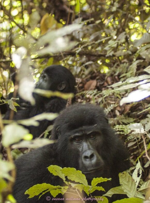 susana millman adventure travel photo of silverback gorilla virunga Forest uganda