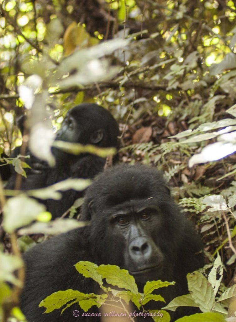 susana millman adventure travel photo of silverback gorilla virunga Forest uganda