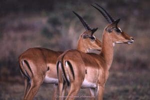 susana millman adventure travel photo of impalas tanzania