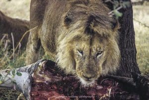 susana millman adventure travel photo of male lion devouring prey serengeti tanzania